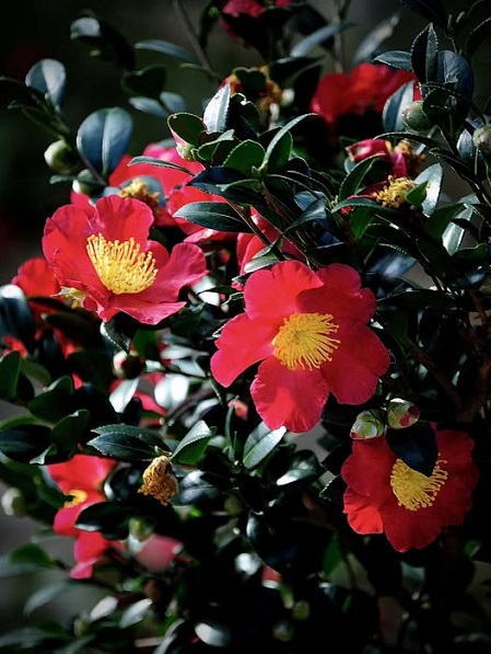 yuletide camellia norm.jpg